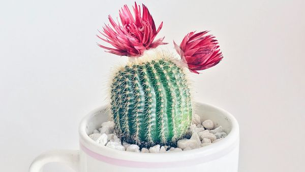 Natural Flora and Garden Possibilities in Ridgecrest, CA