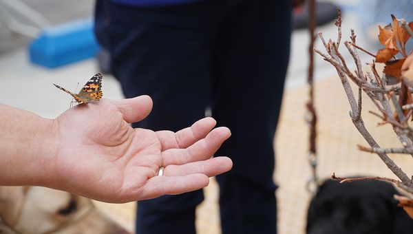 The Ridgecrest Butterfly Release — A Tradition of Remembrance and Hope