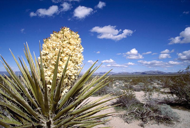 Mojave Yucca In Bloom Photograph by Jeffrey Lepore - Fine Art America