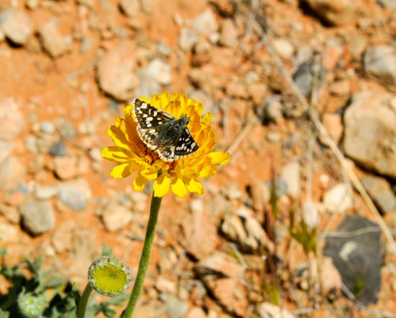 File:Desert Marigold (8950618974).jpg - Wikimedia Commons