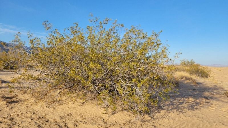 Ancient 11,700 Year Old Plant Thriving in the Desert- Older Than History  Itself
