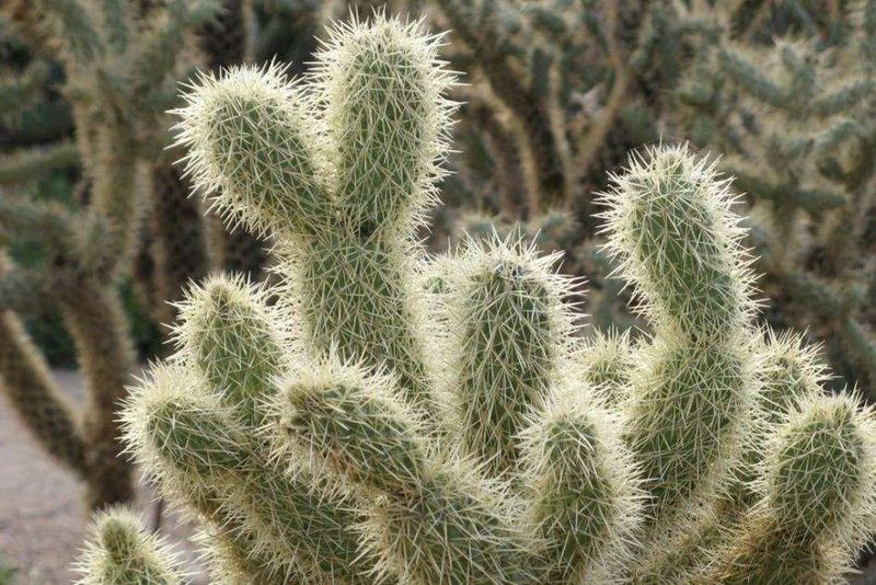 Jumping Cholla- It Bites, But It`s Adorable - UnusualSeeds