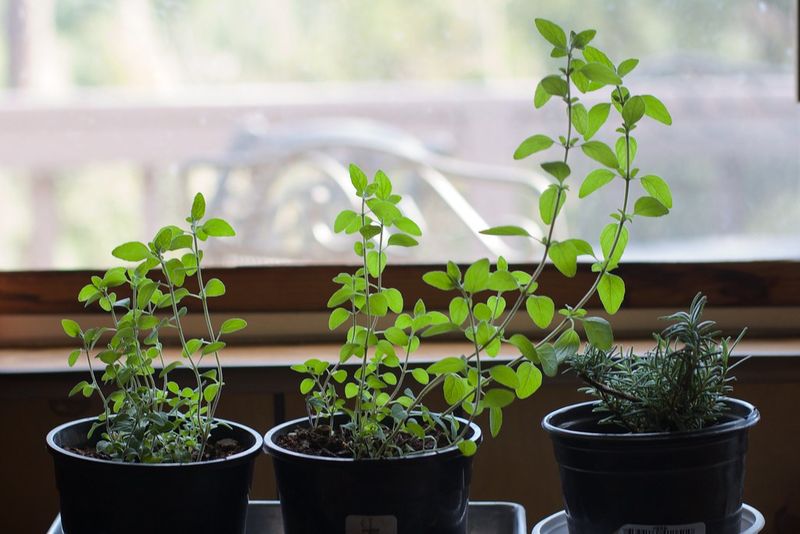 Indoor Herbs | My friend Barb took care of my oregano and ro… | Flickr