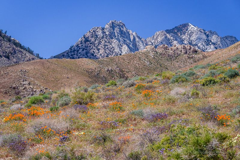 Short Canyon Wildflowers | Never made it to the top of the c… | Flickr
