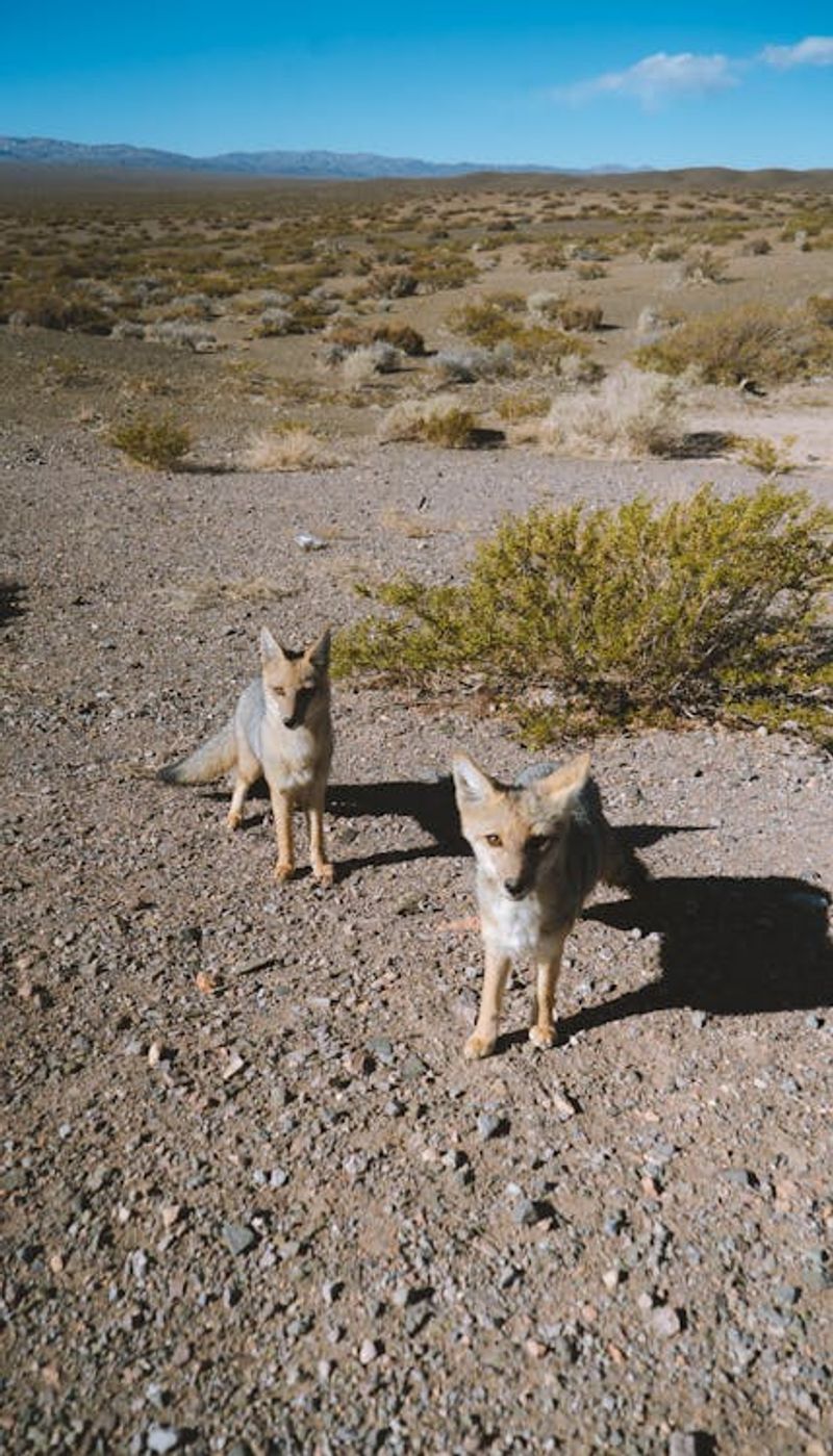 Free Couple of curious pale foxes looking at camera on rocky arid ground in remote land Stock Photo
