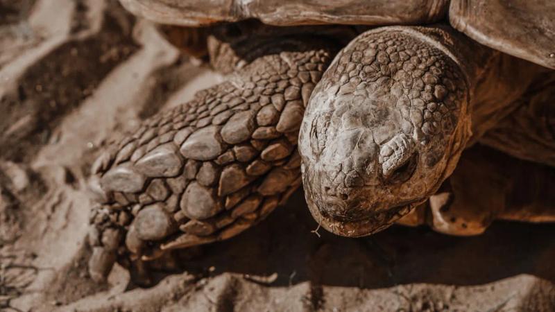 Free Close-Up Shot of a Desert Tortoise on the Sand Stock Photo