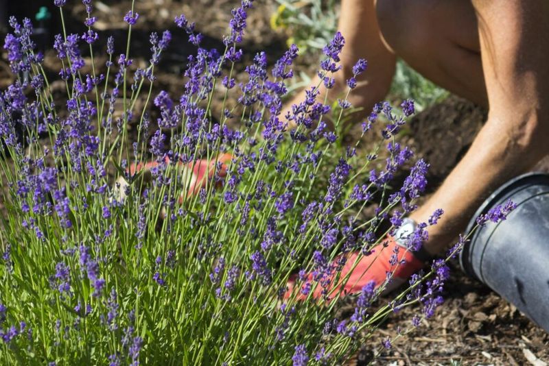 Planting lavender in the garden - Plantura