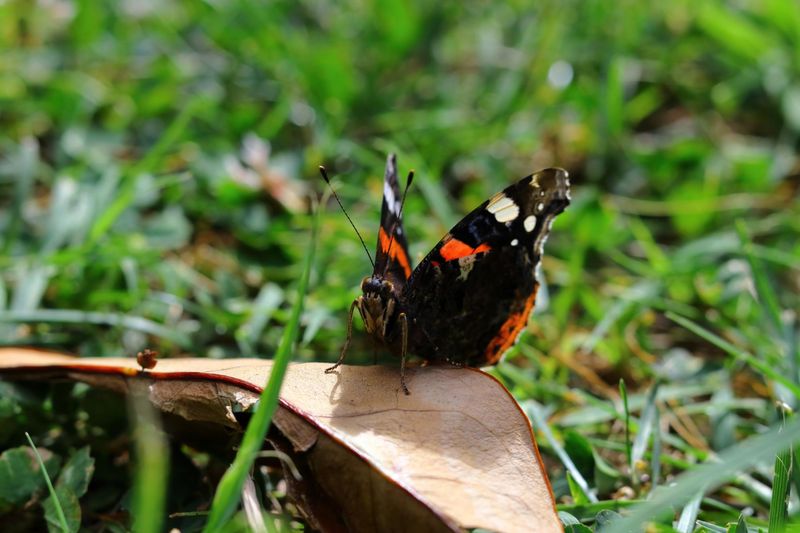 Close-up of a Painted Lady butterfly