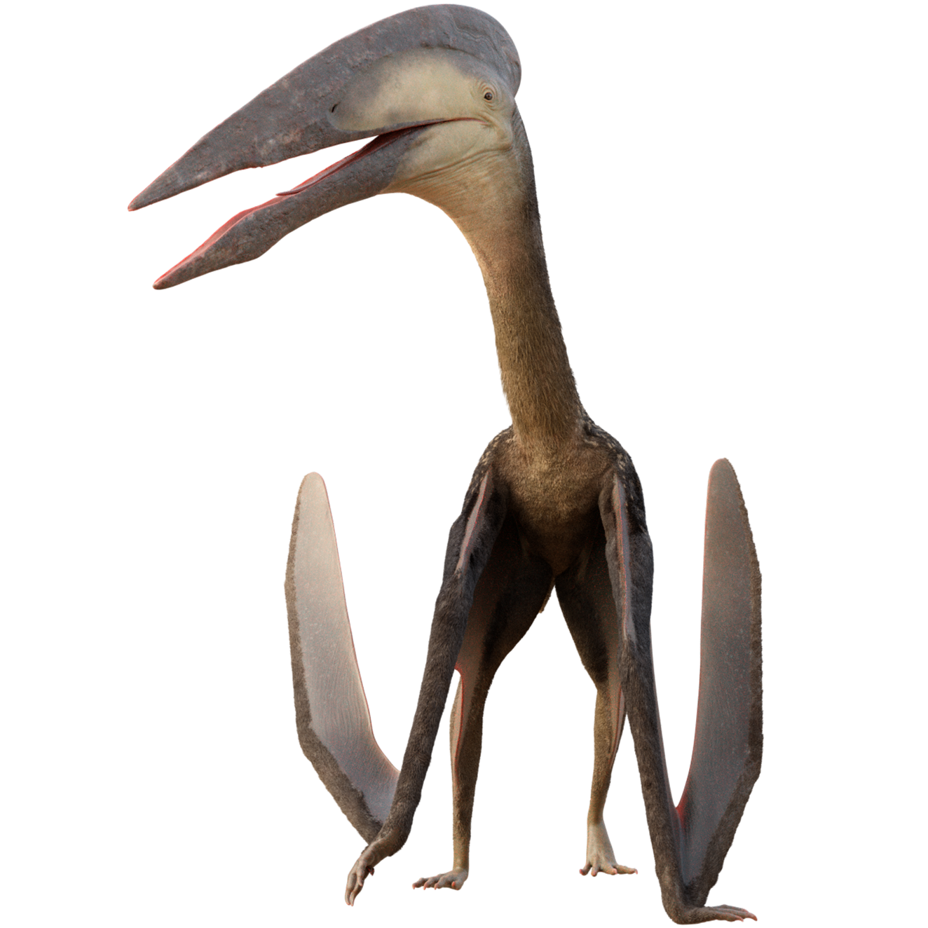 Accurate image of Hatzegopteryx with 360 view
