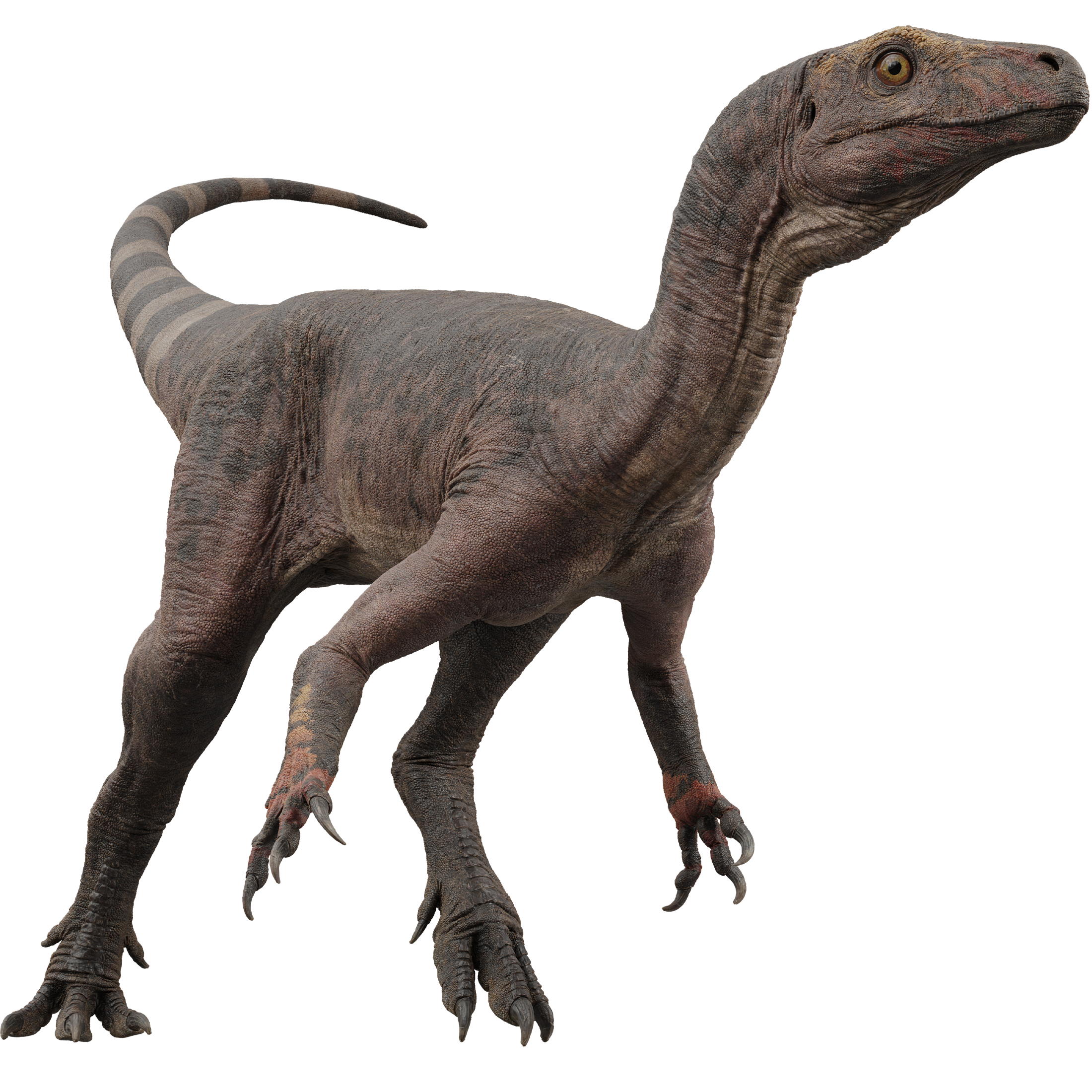 Accurate image of Eoraptor with 360 view