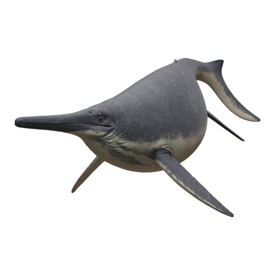 Shonisaurus | Facts app