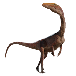 Coelophysis dinosaur