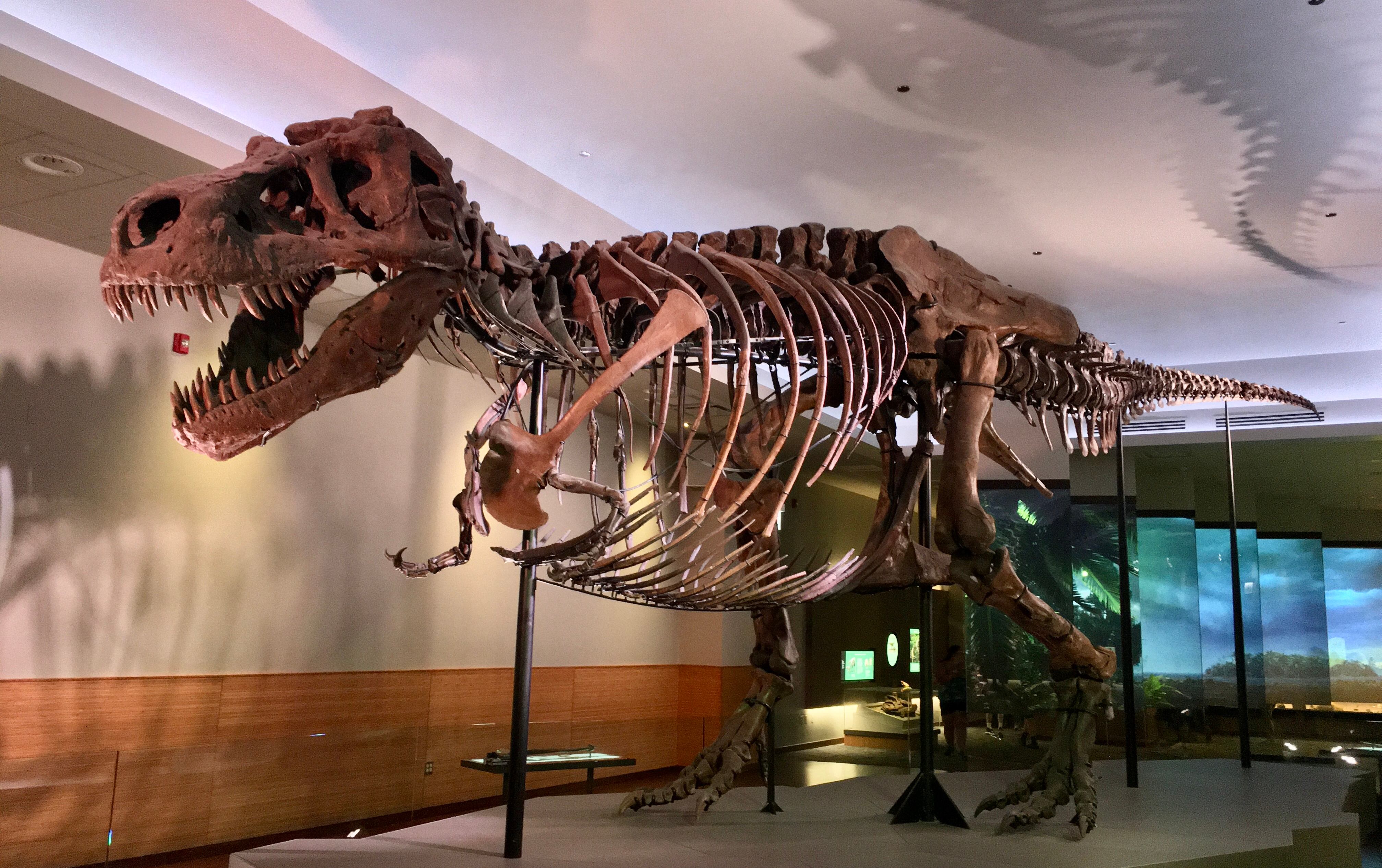A T-rex skeleton in a museum
