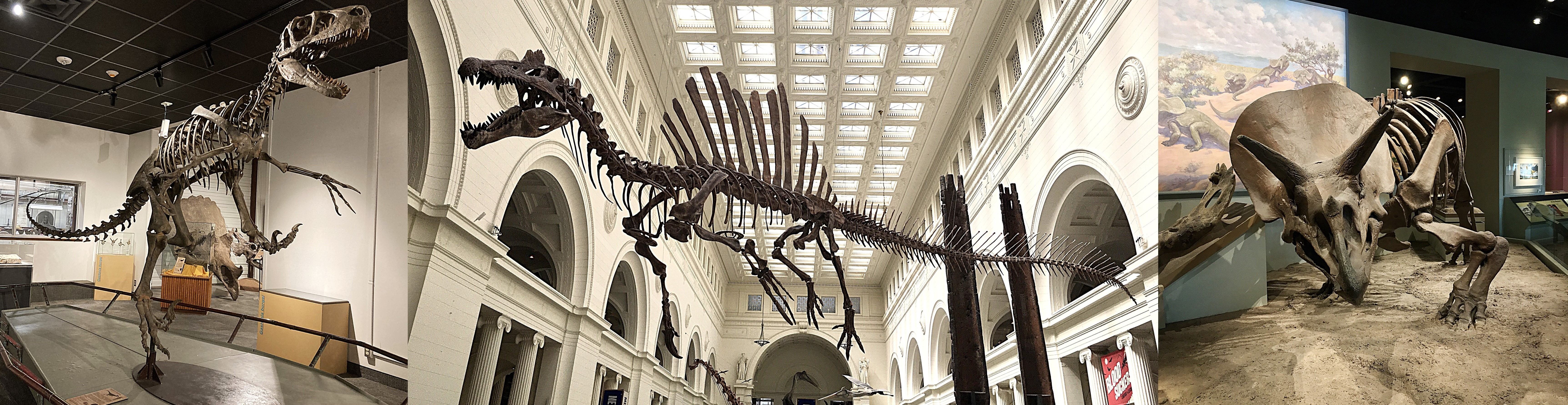 Three dinosaur skeletons at museums
