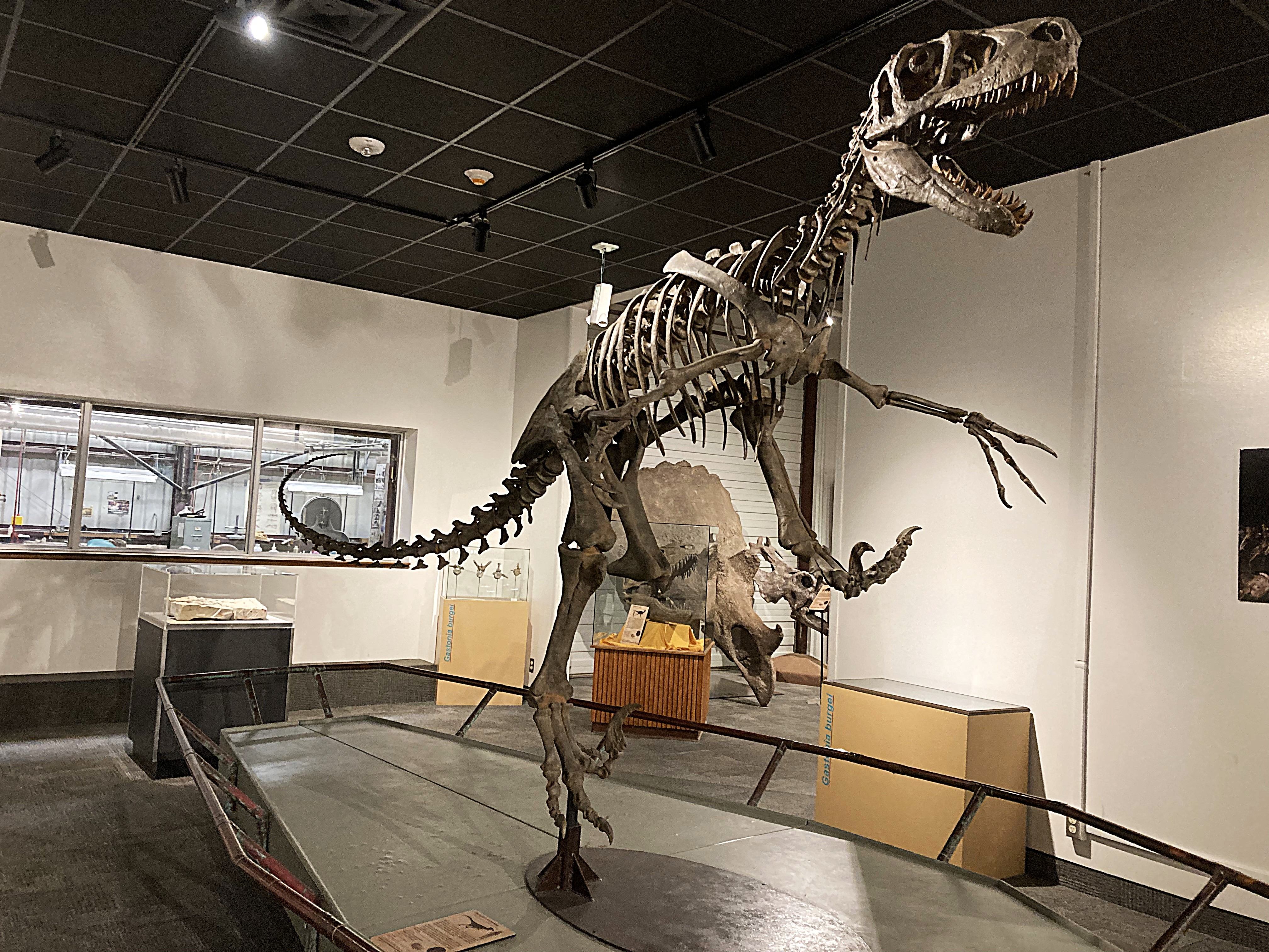 A dinosaur skeleton in a museum
