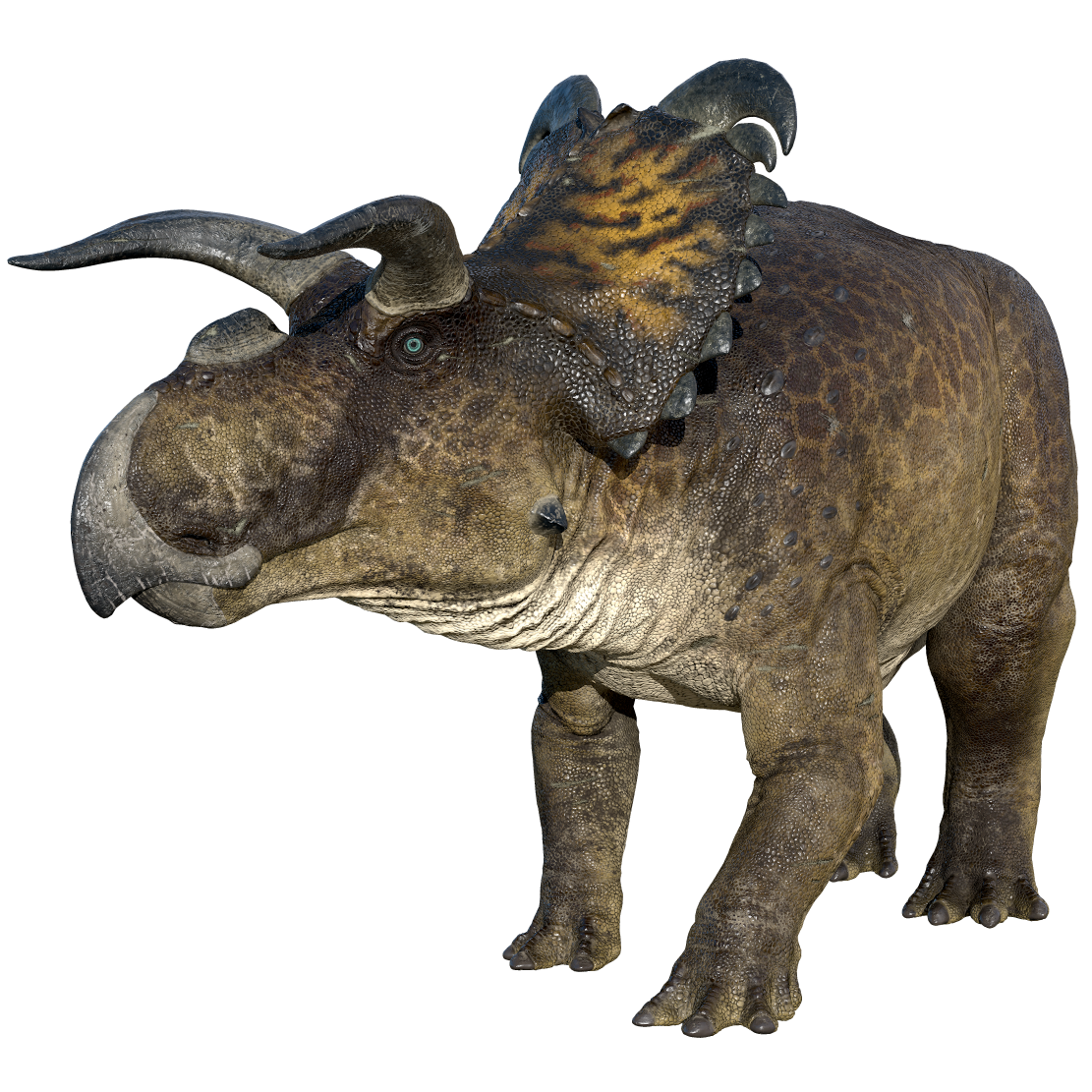 Accurate image of Medusaceratops with 360 view