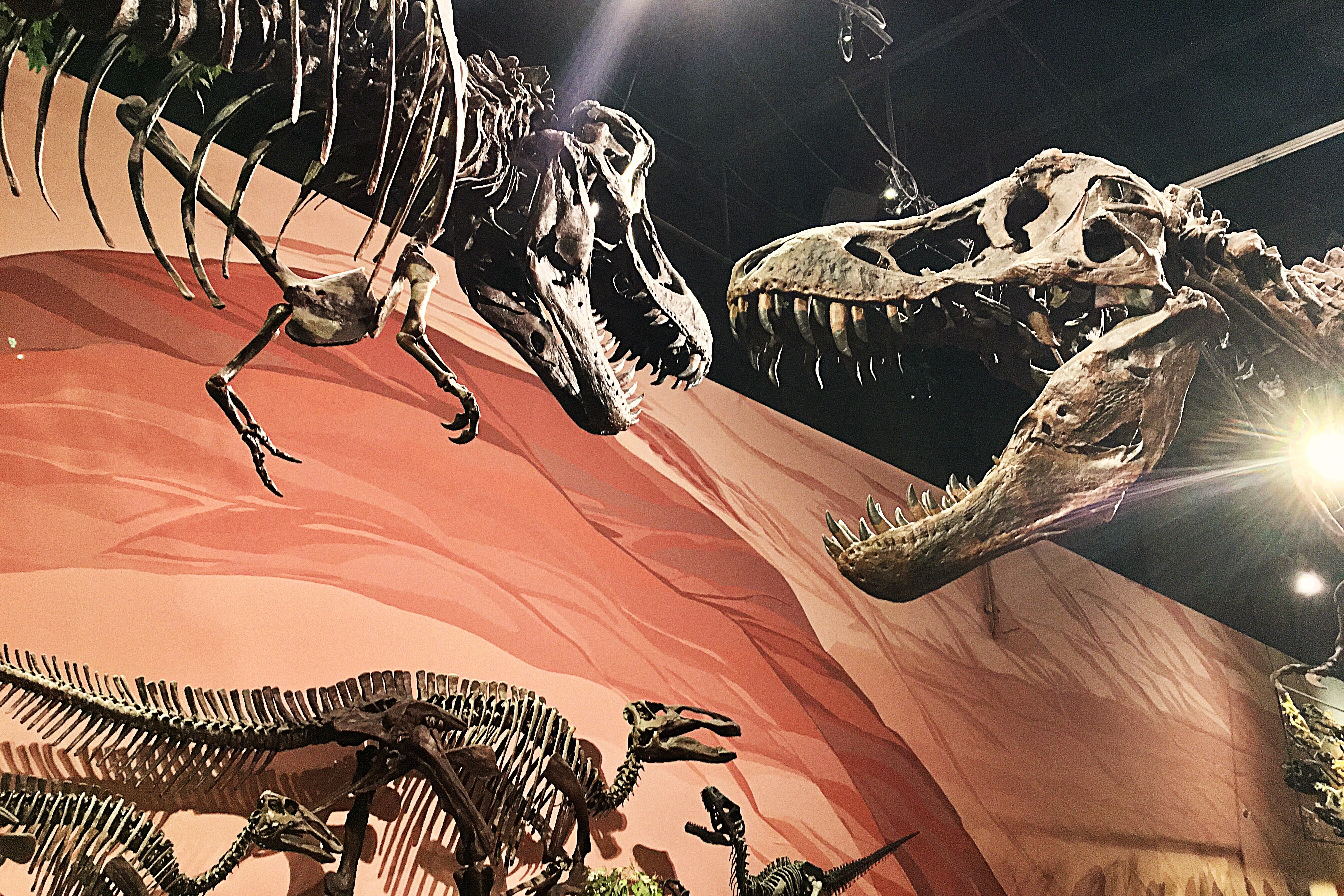 Dinosaur skeletons at a museum