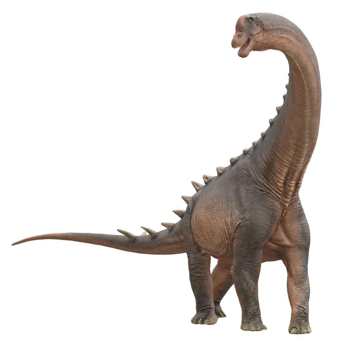 Accurate image of Alamosaurus with 360 view