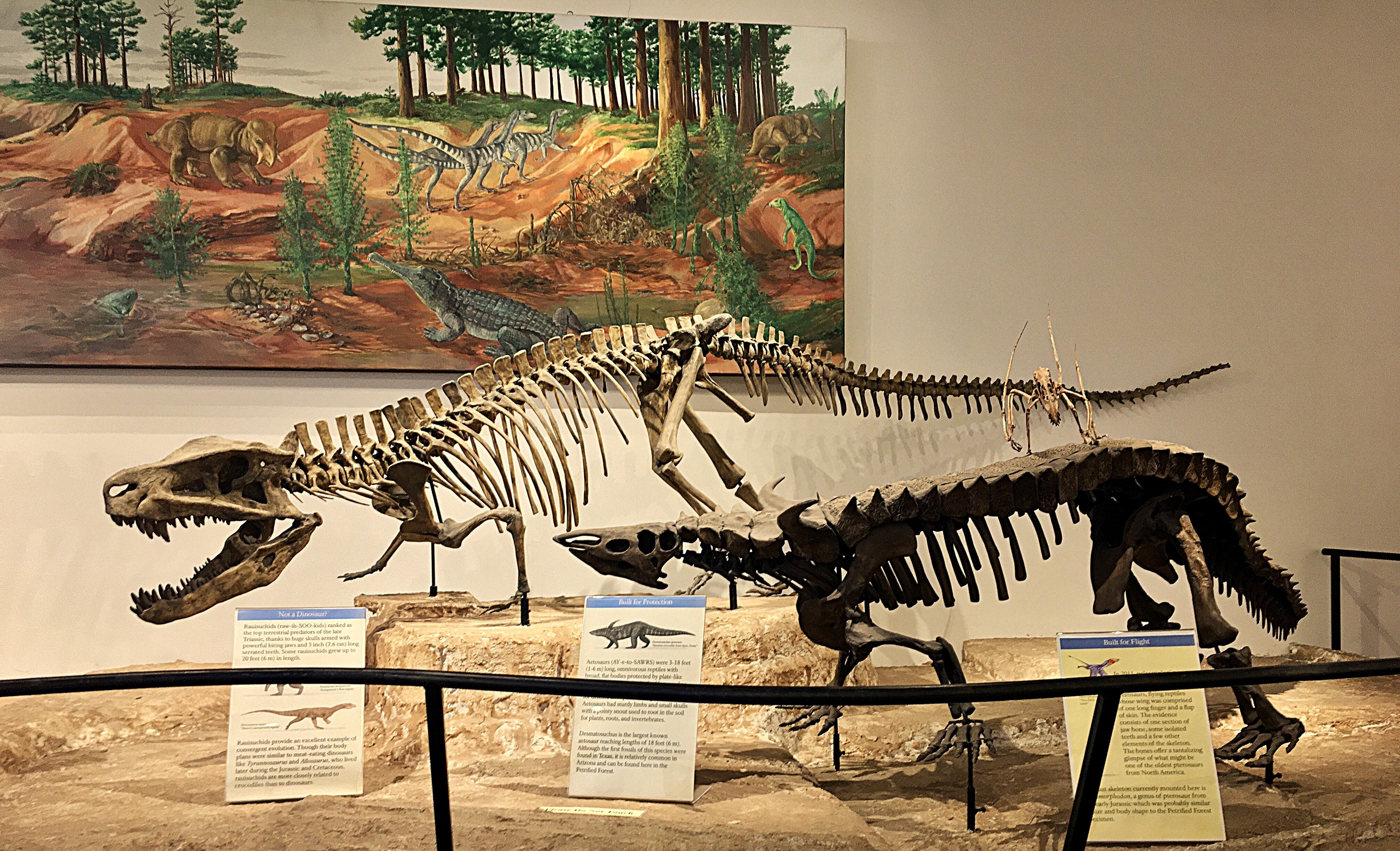 A Triassic museum display featuring Postosuchus, Desmatosuchus, and an early pterosaur
