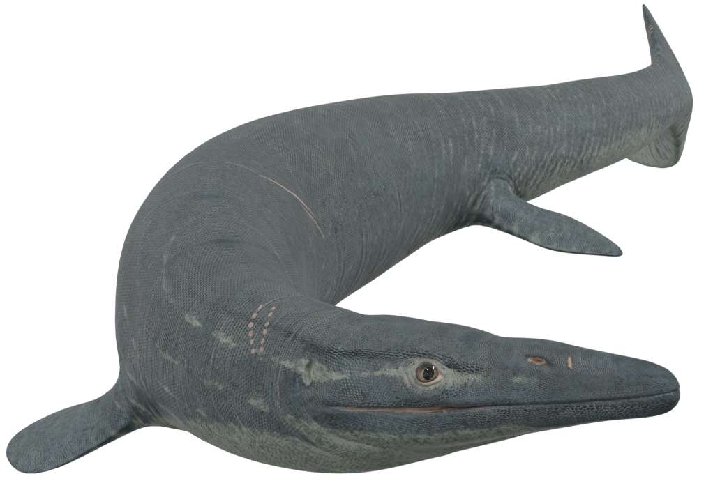 Accurate image of Eonatator with 360 view