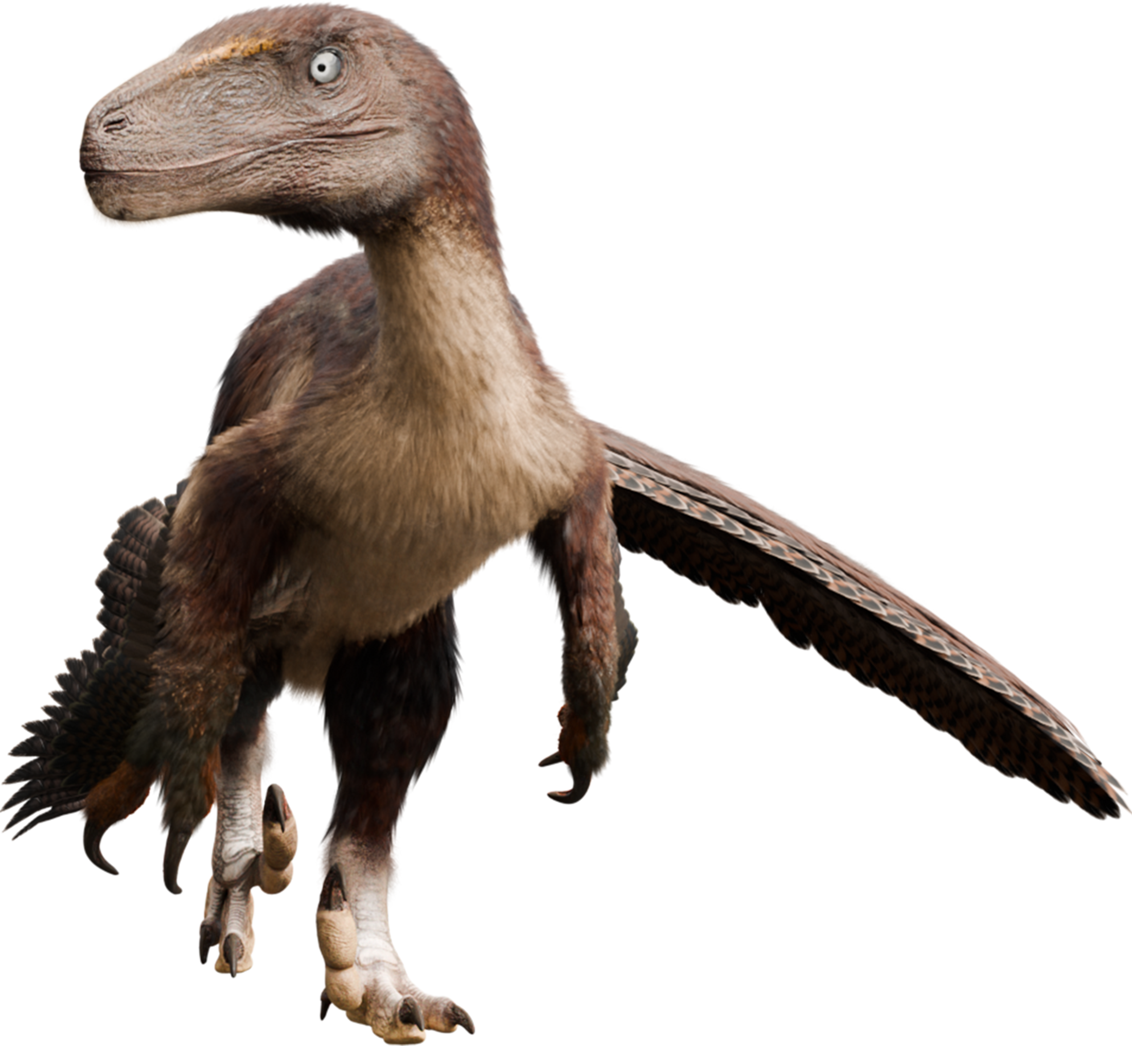 Accurate image of Deinonychus with 360 view