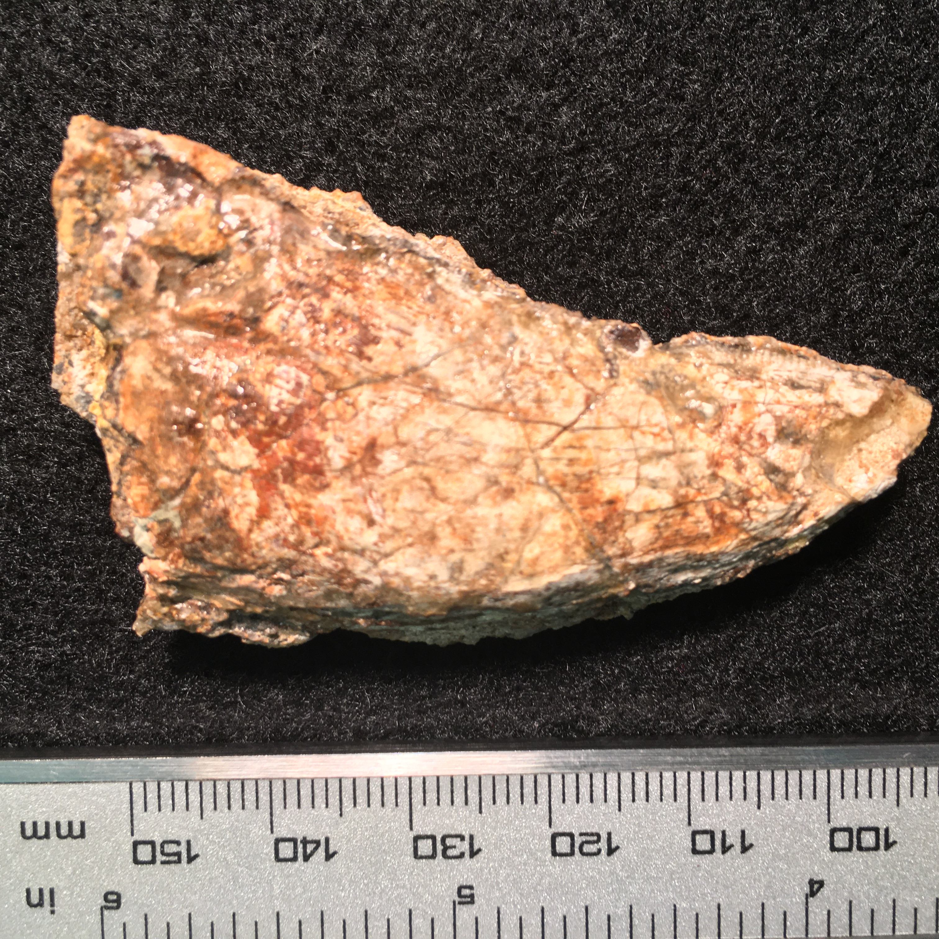 A theropod dinosaur tooth