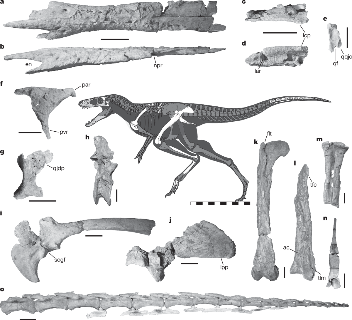 Diagram of dinosaur bones and a reconstruction of the animal's silhouette