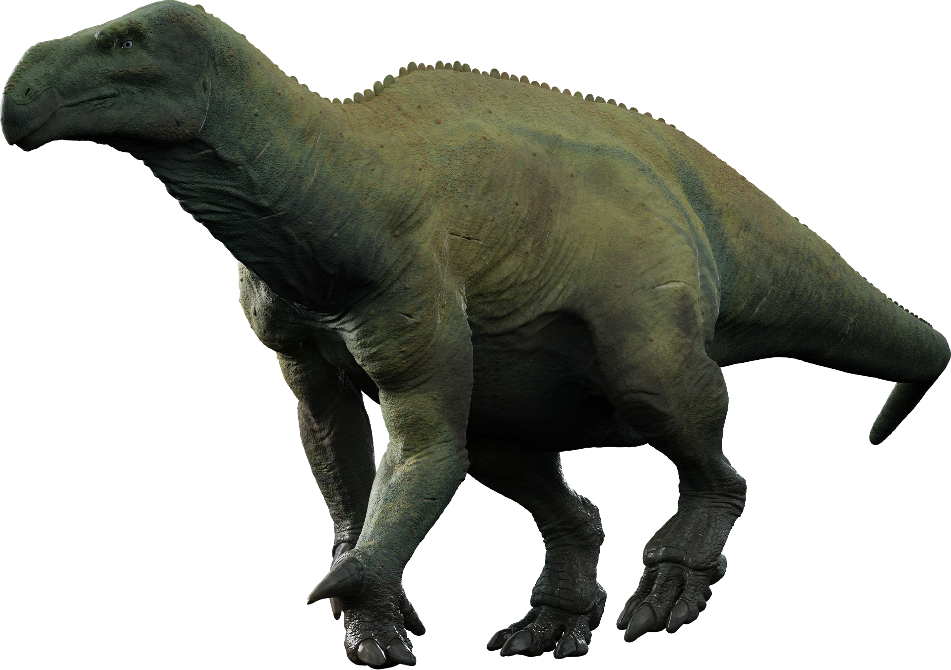 Accurate image of Iguanodon with 360 view