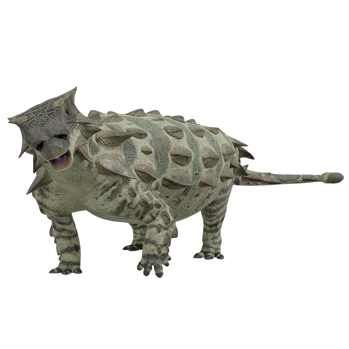 Accurate image of Pinacosaurus with 360 view