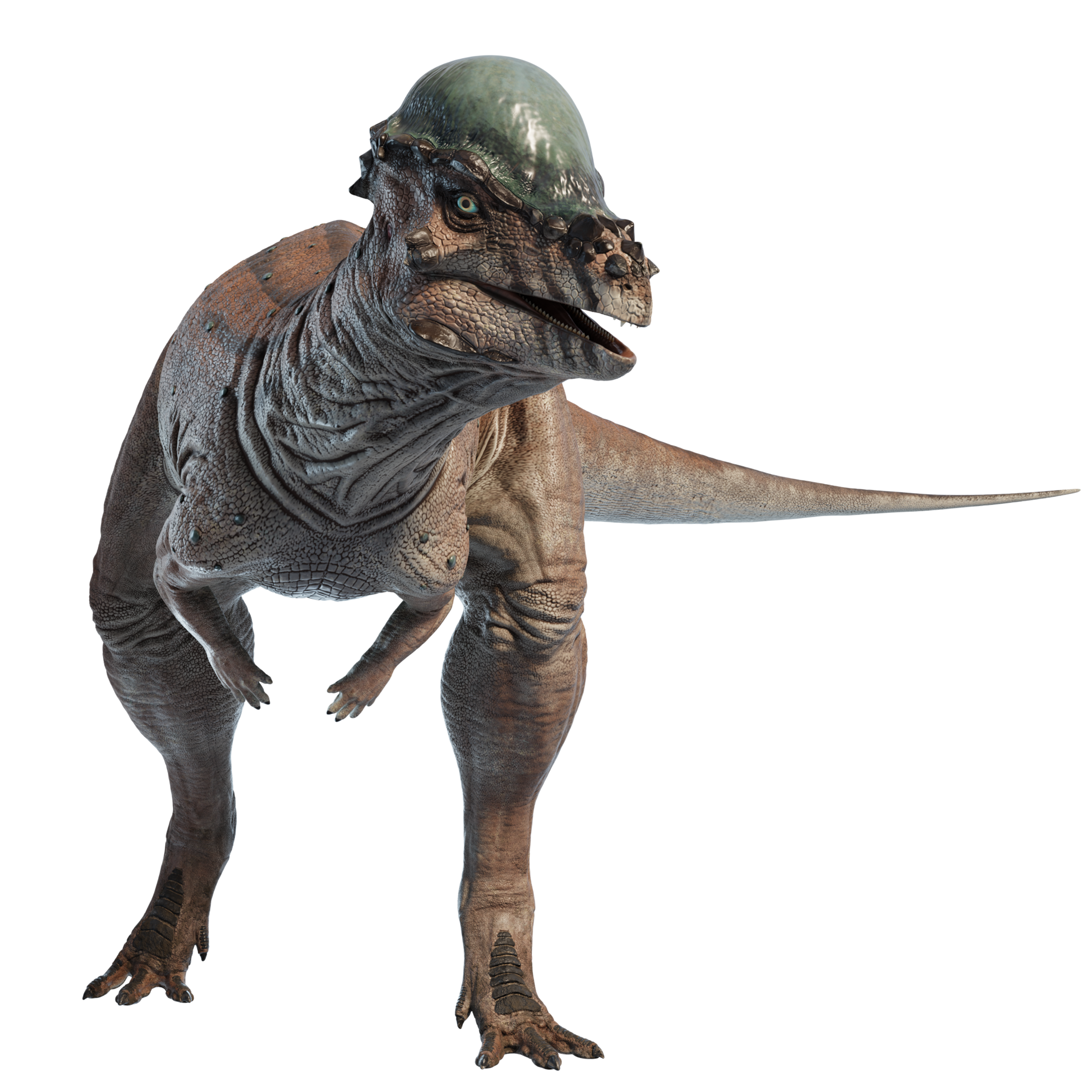 Accurate image of Pachycephalosaurus with 360 view