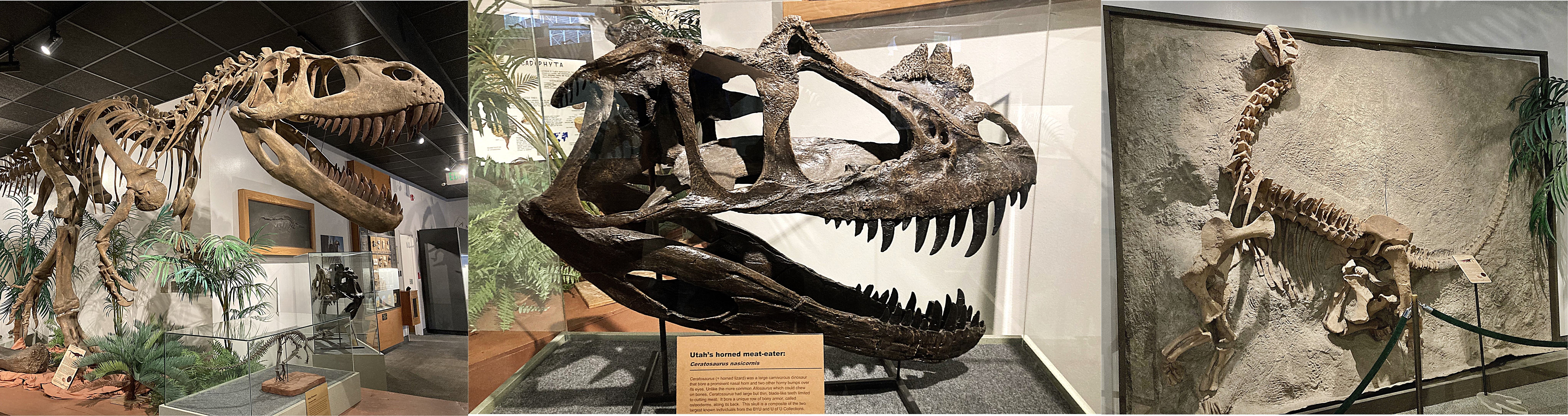 Dinosaur skeletons at a museum