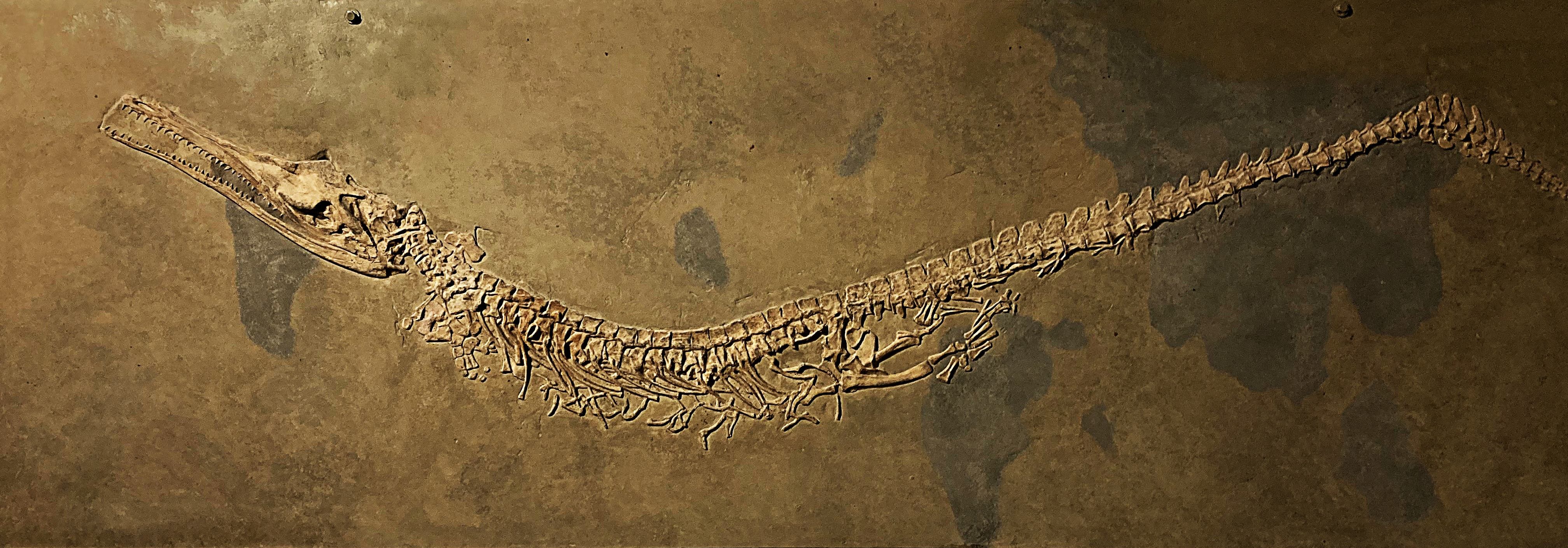 A skeleton of a marine crocodile