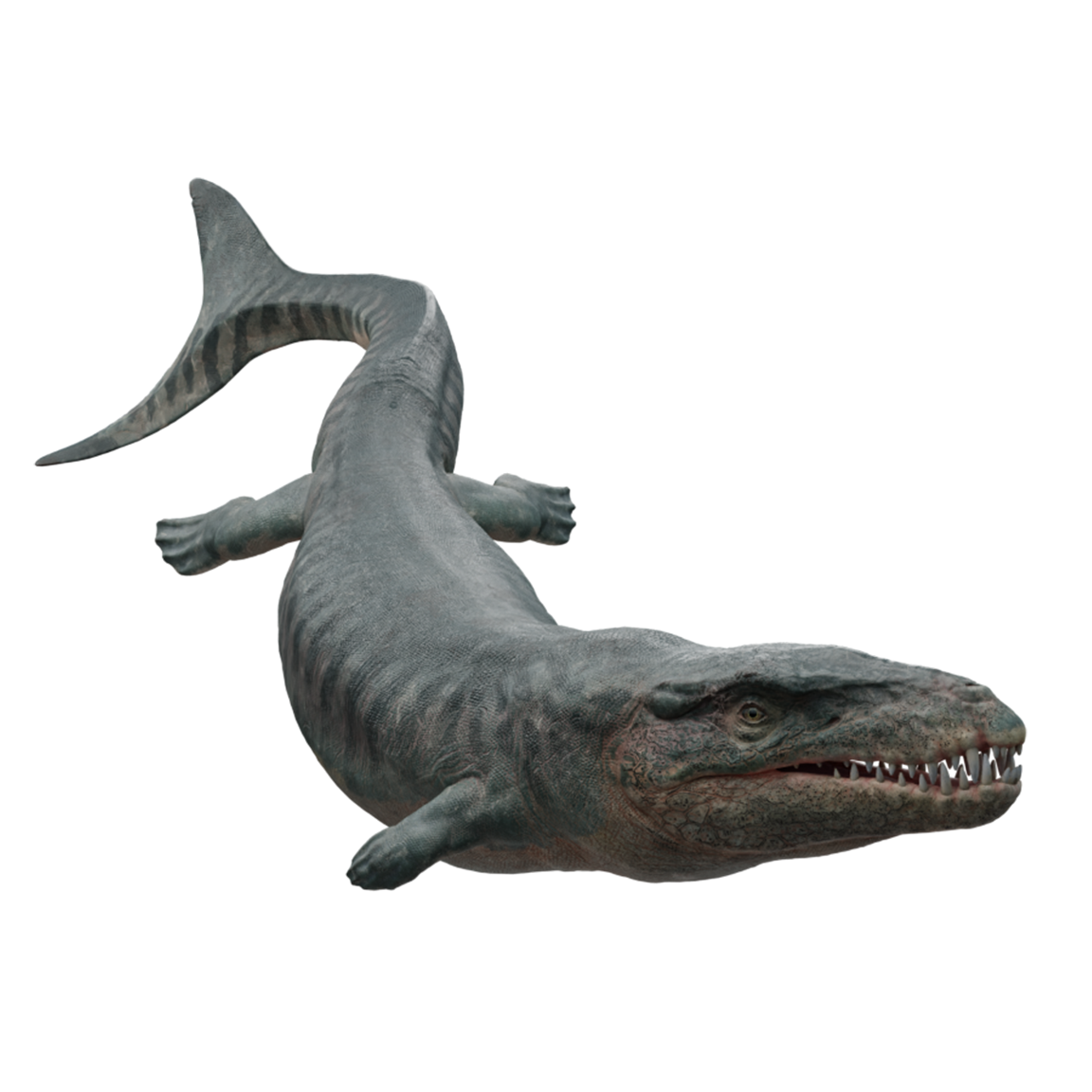 Accurate image of Dakosaurus with 360 view