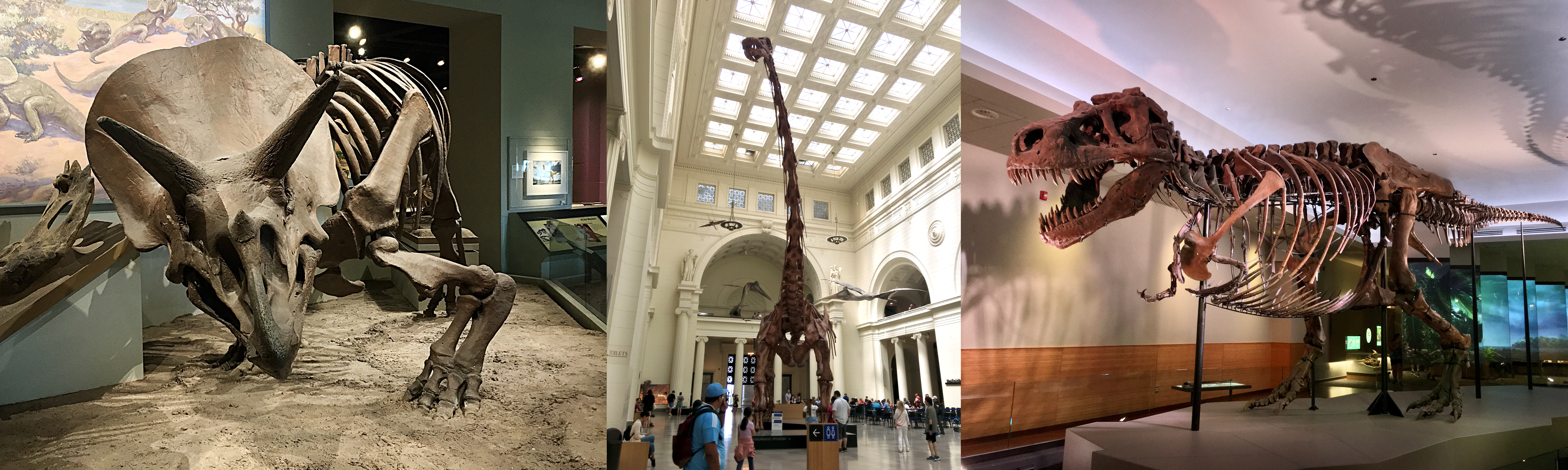 Dinosaur skeletons in a museum