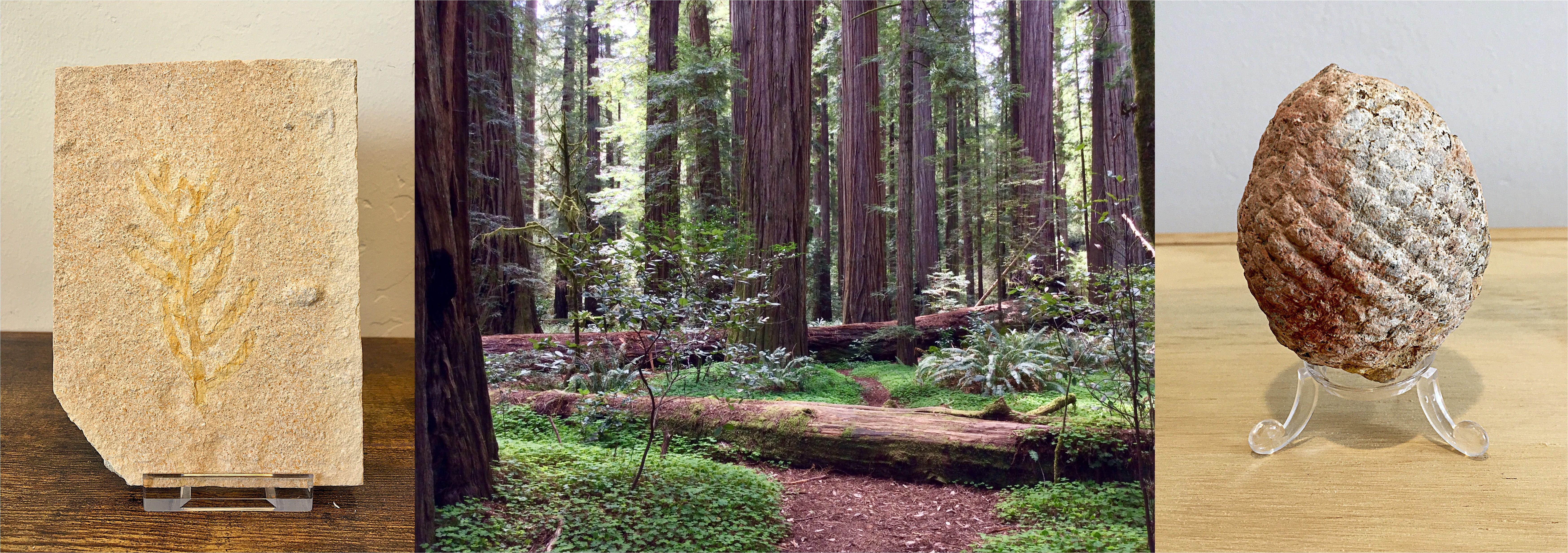 Left to right: Fossil conifer foliage, a stand of modern redwoods, a fossil conifer cone