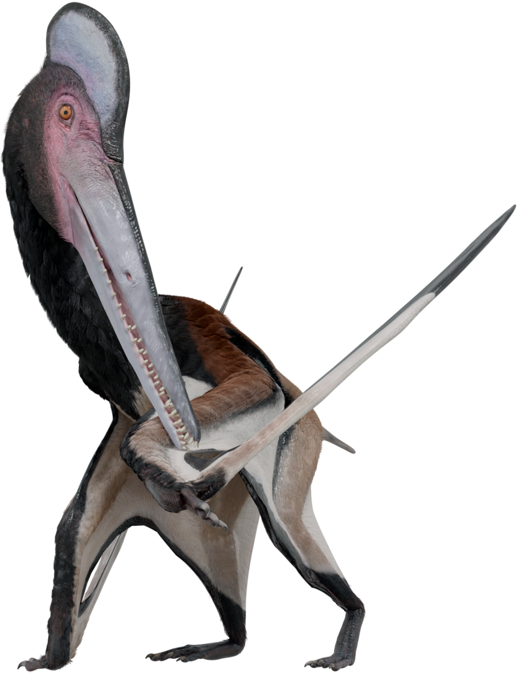Accurate image of Pterodactylus with 360 view