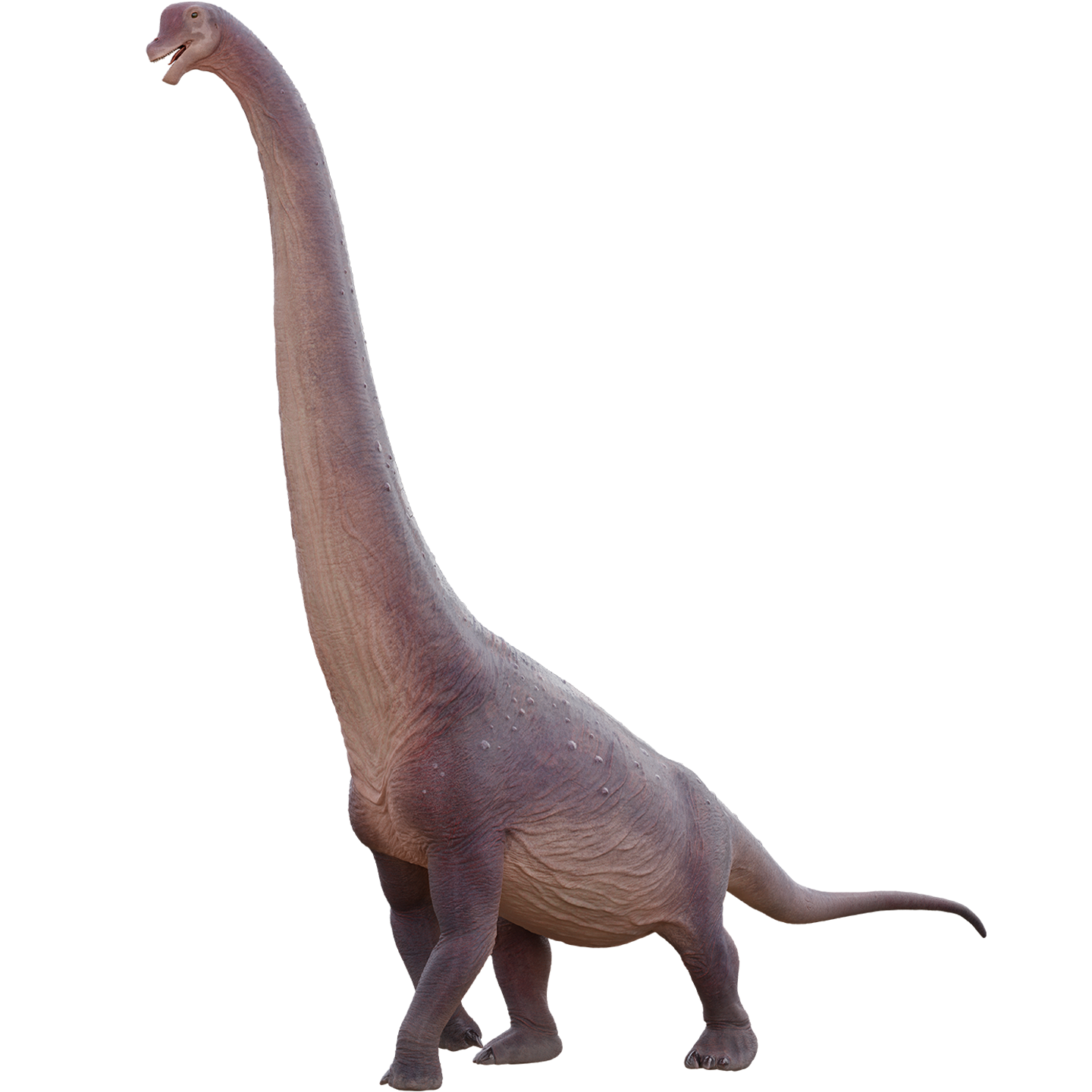 Accurate image of Brachiosaurus with 360 view