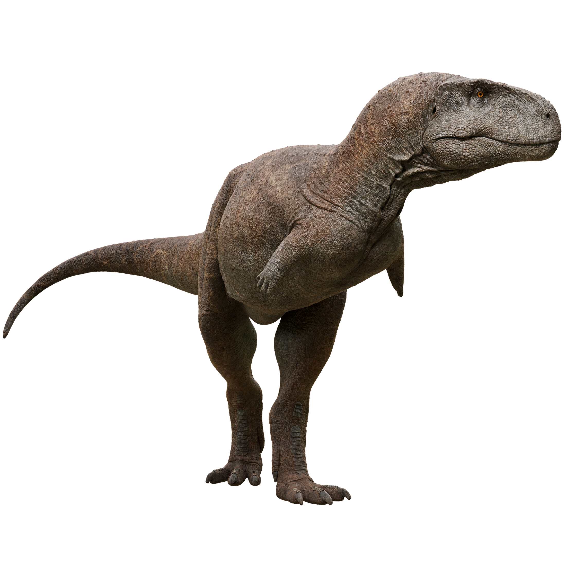 Accurate image of Caletodraco with 360 view