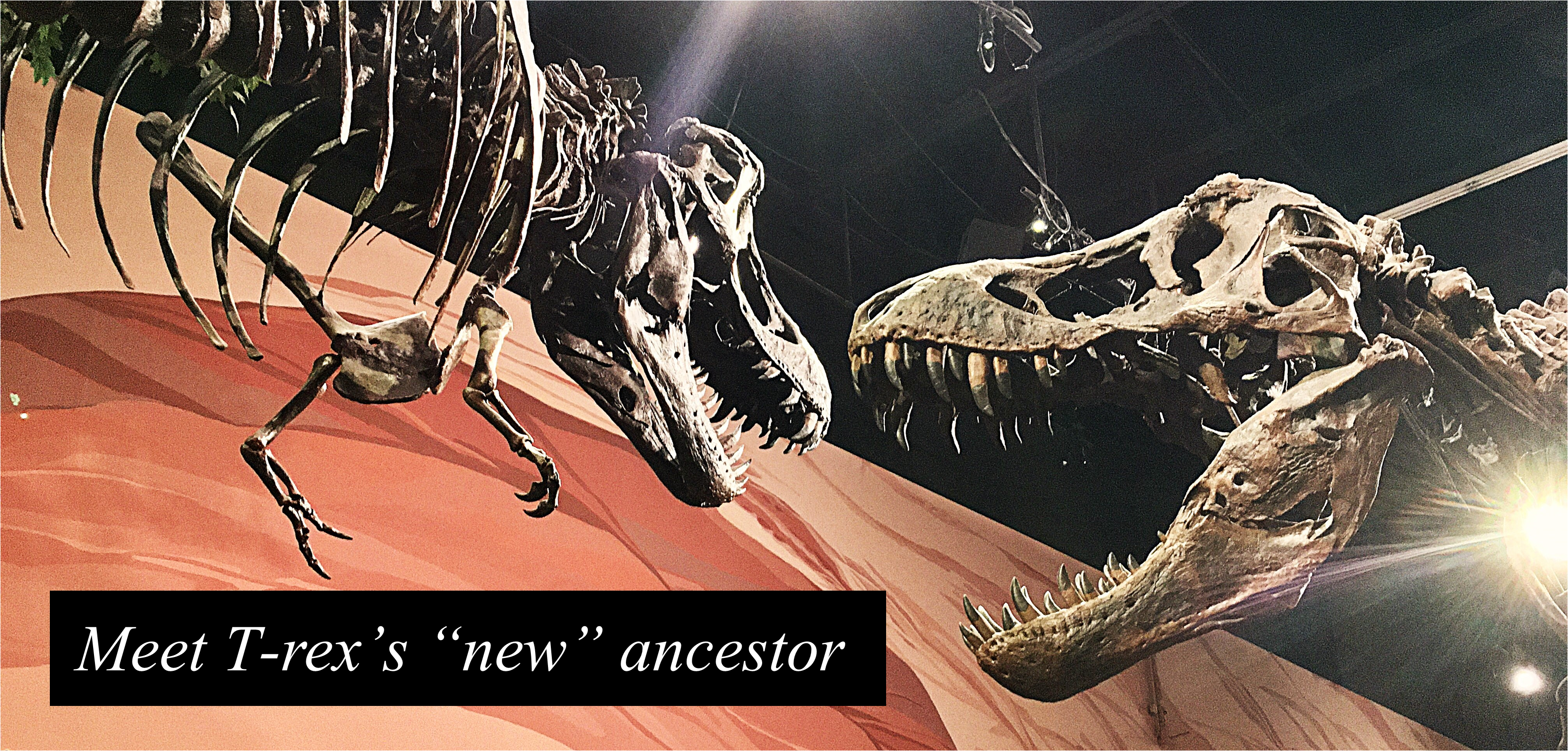 A pair of T-rex skeletons with text reading "Meet T-rex's 'new' ancestor"
