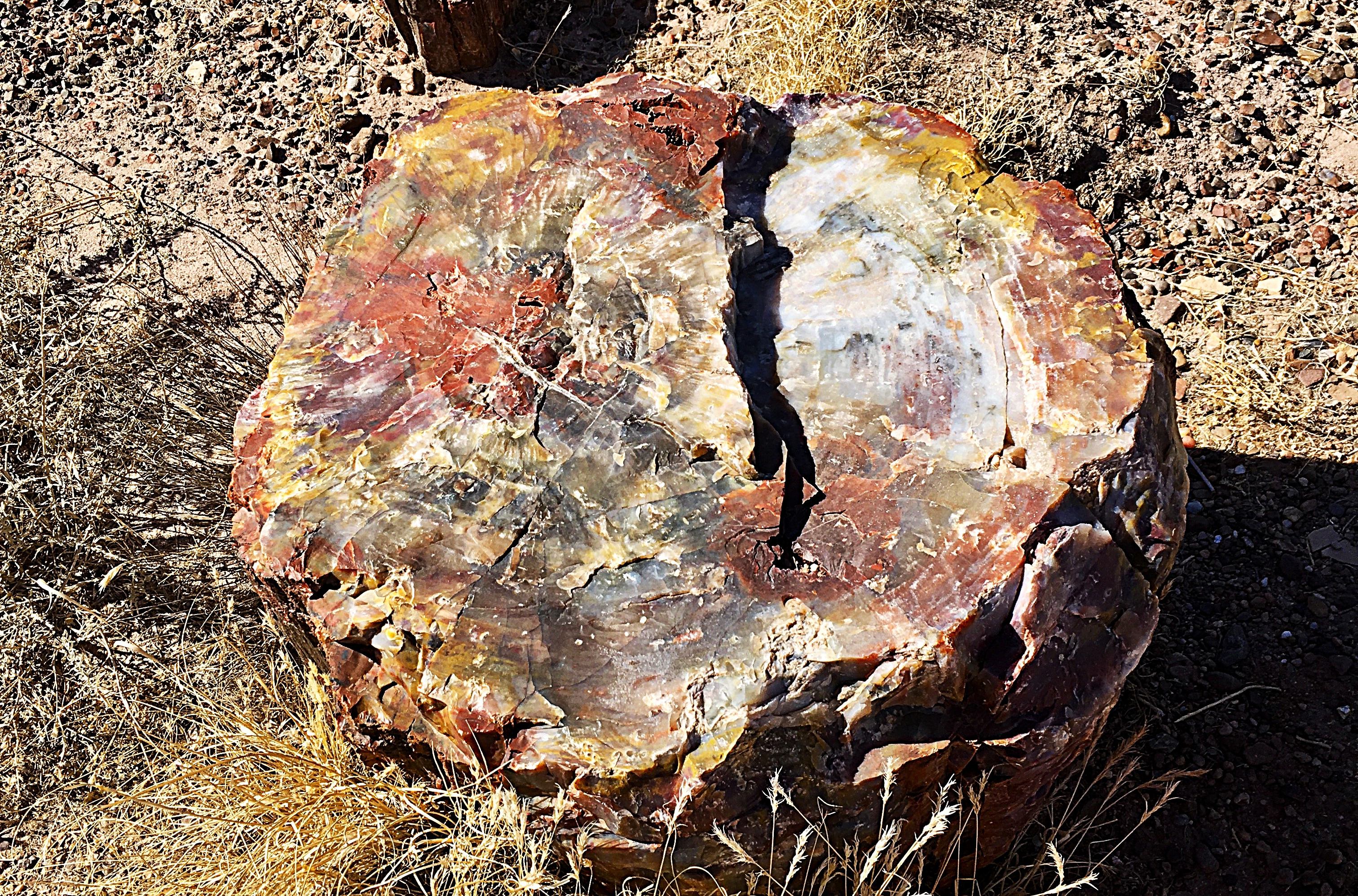 A naturally rainbow-colored piece of Triassic petrified wood