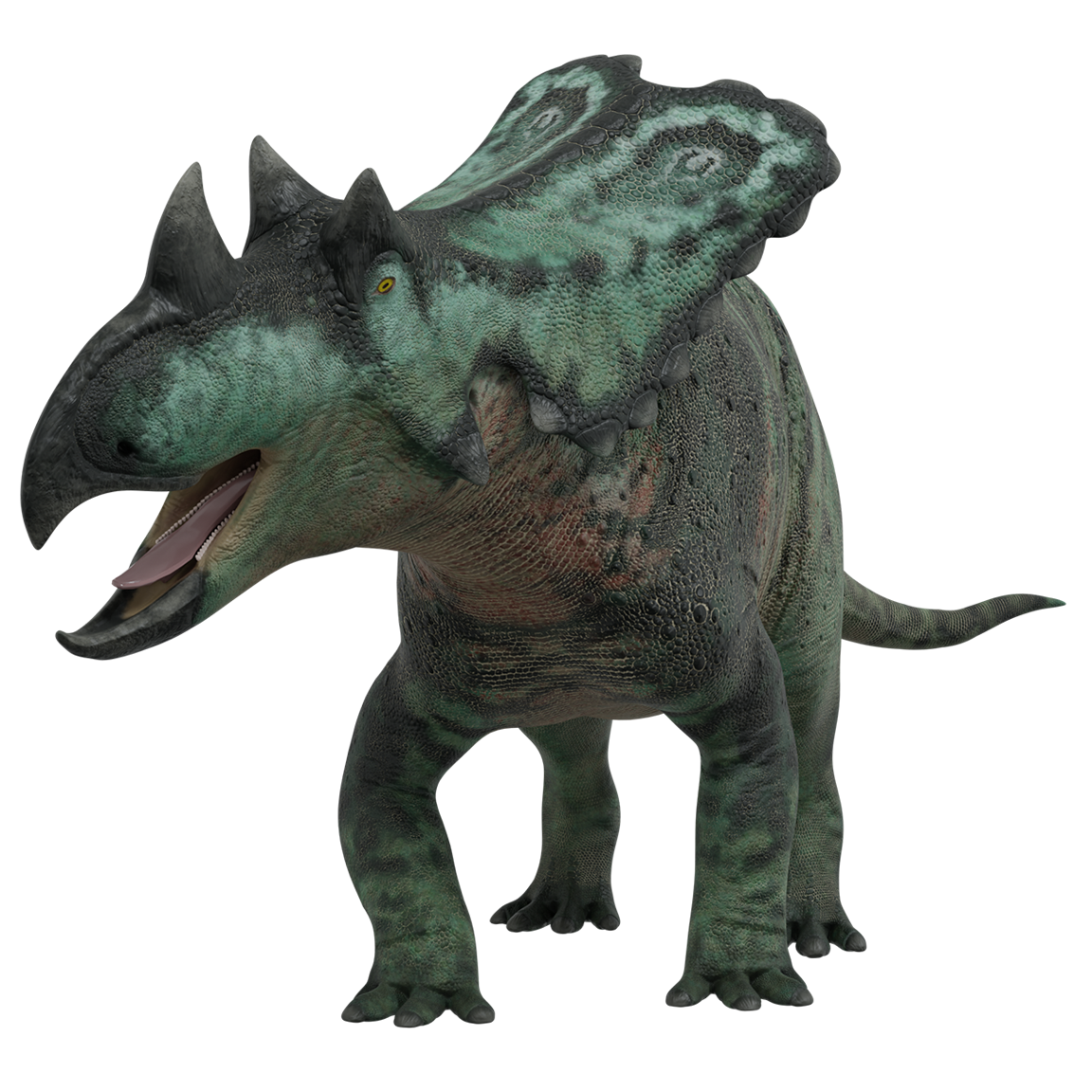 Accurate image of Chasmosaurus with 360 view