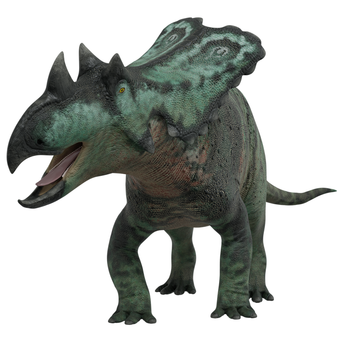 Chasmosarus Chasmosaurus | #Facts: Dinosaurs