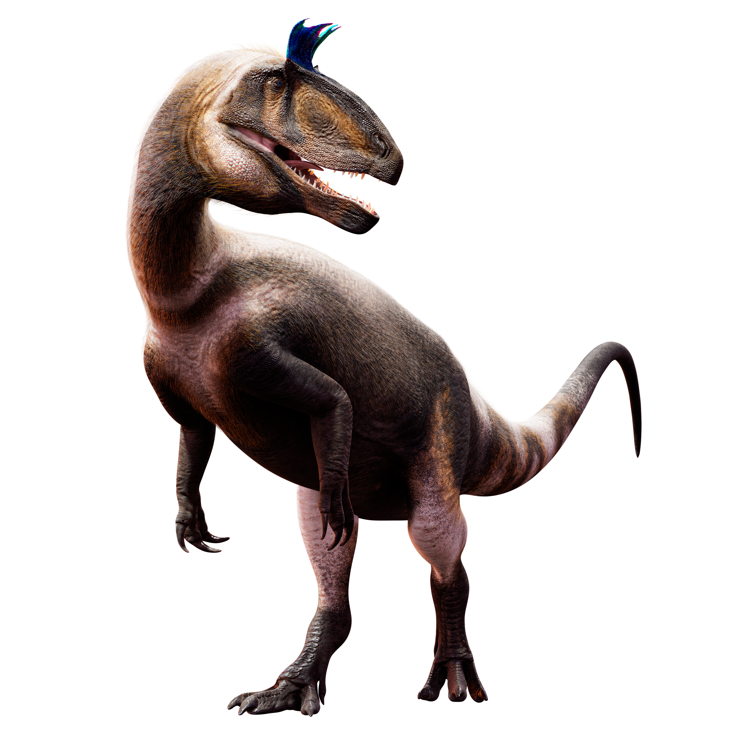 Accurate image of Cryolophosaurus with 360 view