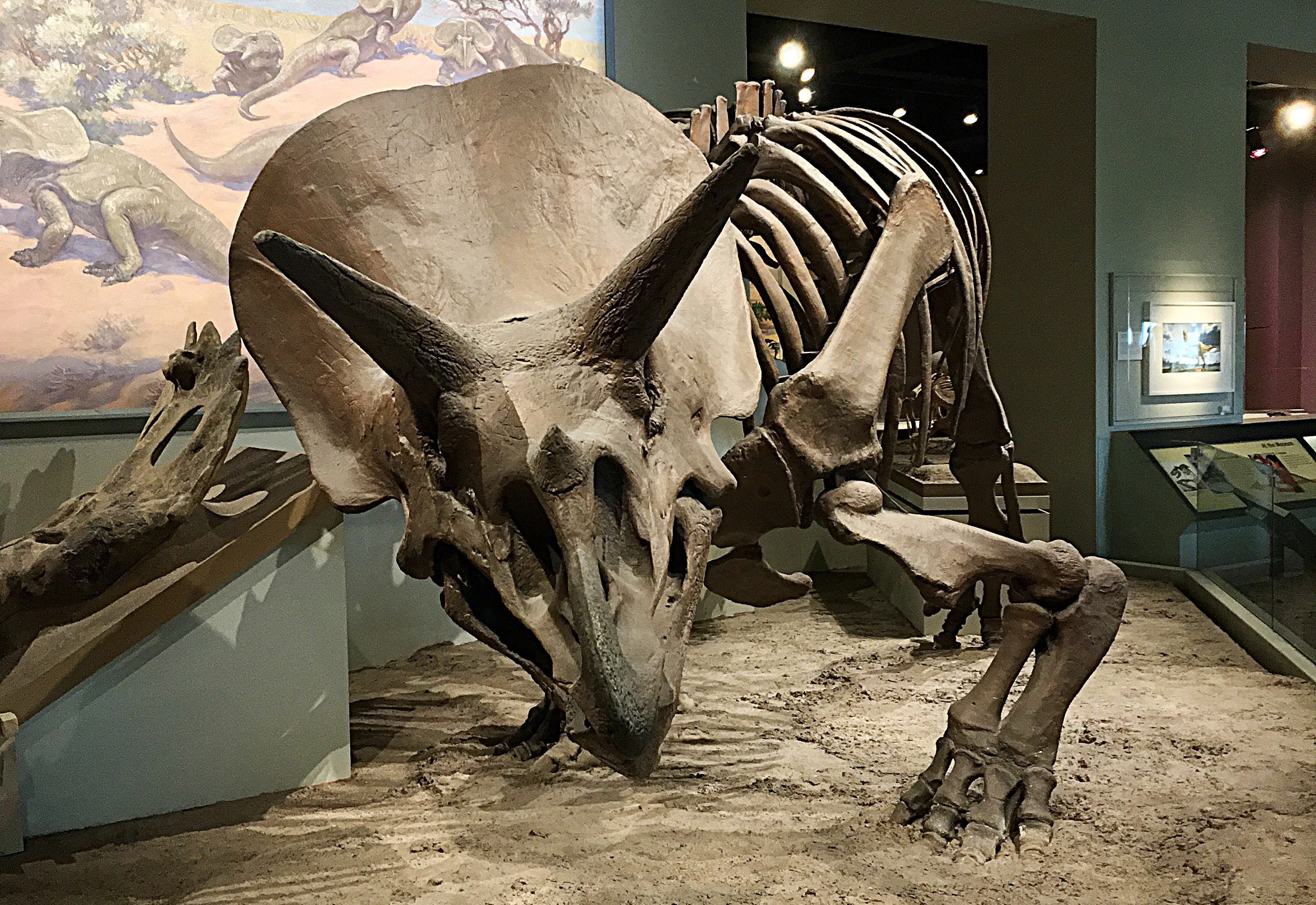 A Triceratops skeleton in a museum