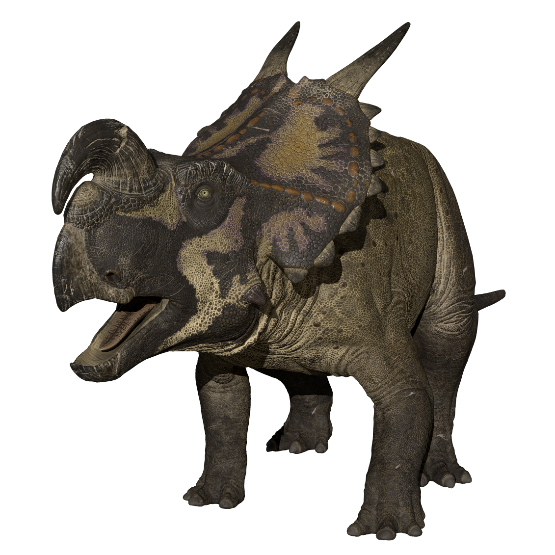 Accurate image of Einiosaurus with 360 view