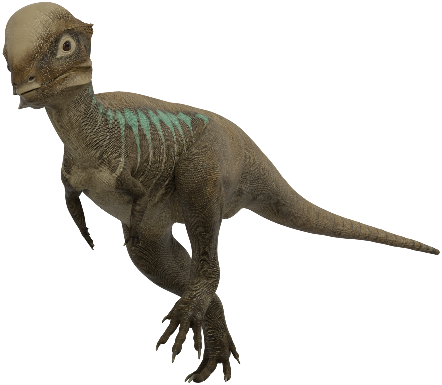 Accurate image of Stegoceras with 360 view