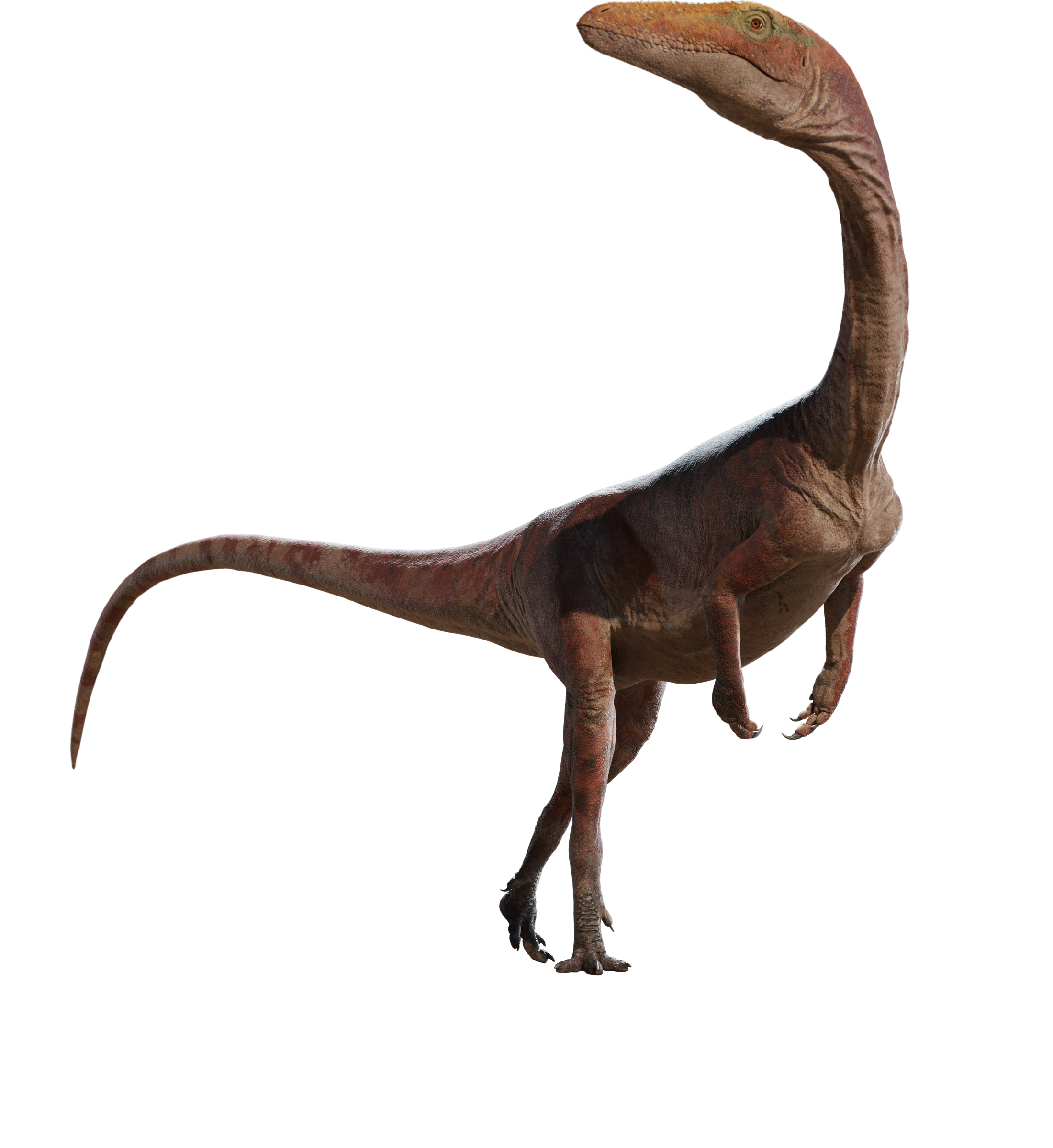 Accurate image of Coelophysis with 360 view