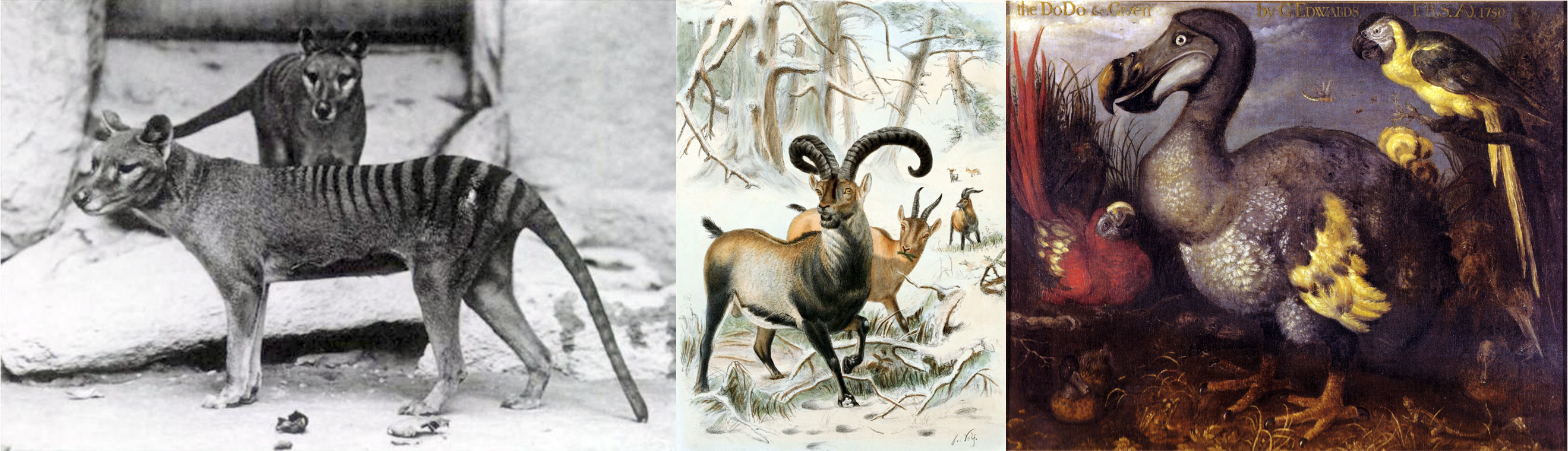 Left: Two Thylacines. Center: Artist rendition of Pyrenean Ibex. Right: Artist rendition of a dodo.