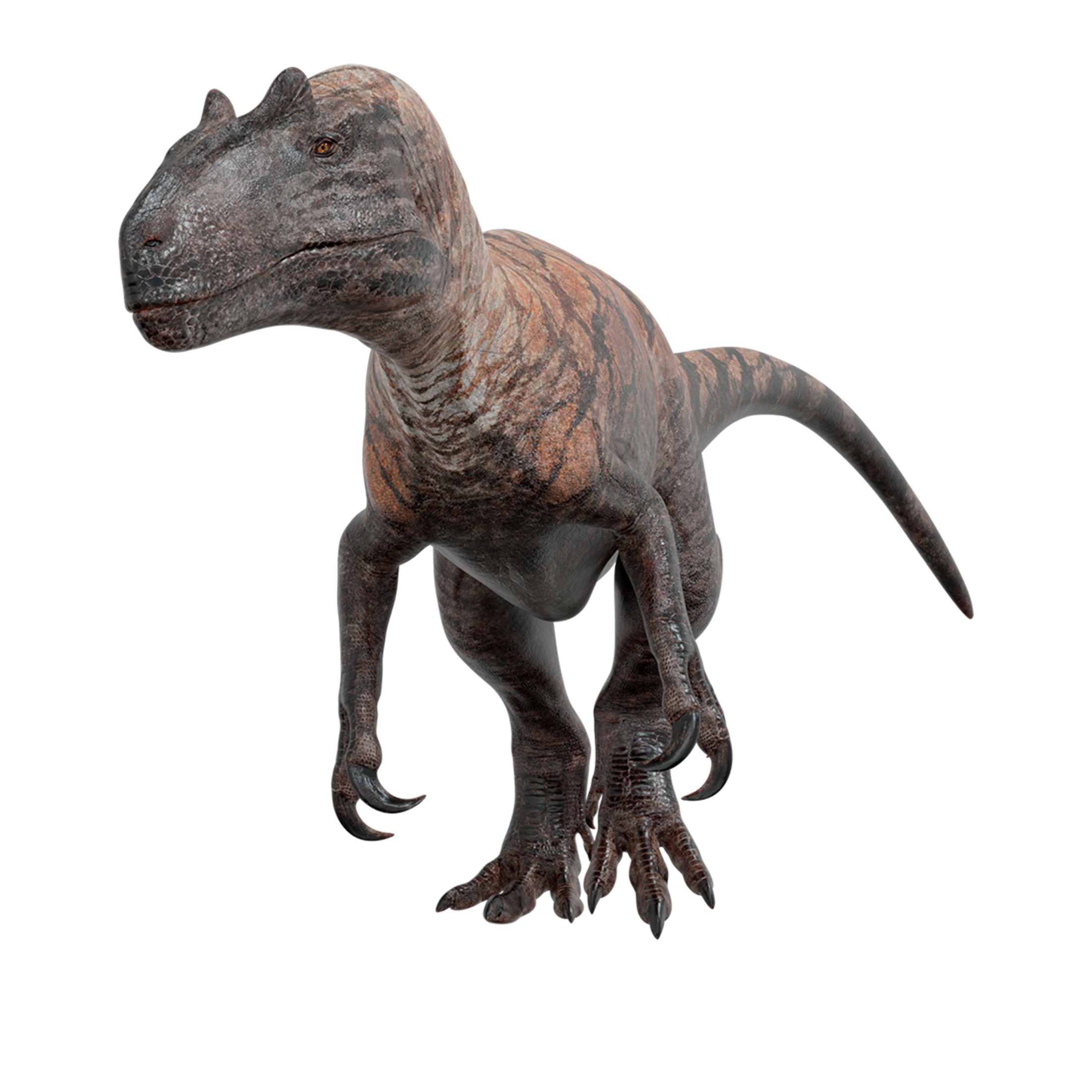 Accurate image of Allosaurus with 360 view