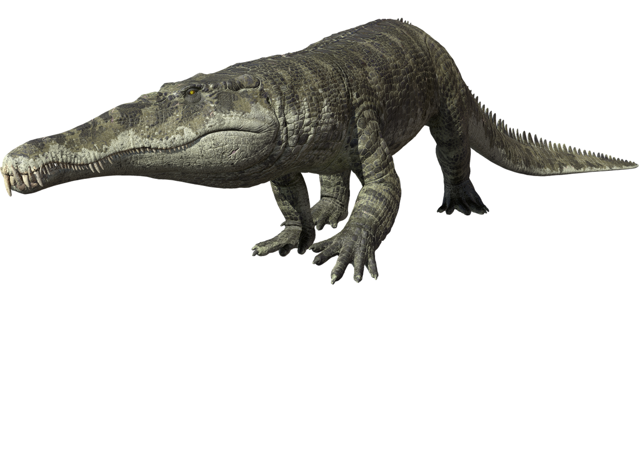 Accurate image of Smilosuchus with 360 view
